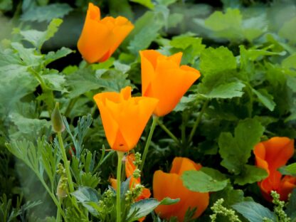 California Poppy Seeds, Eschscholzia californica - Image 3