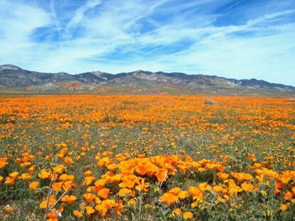 california poppies in a field