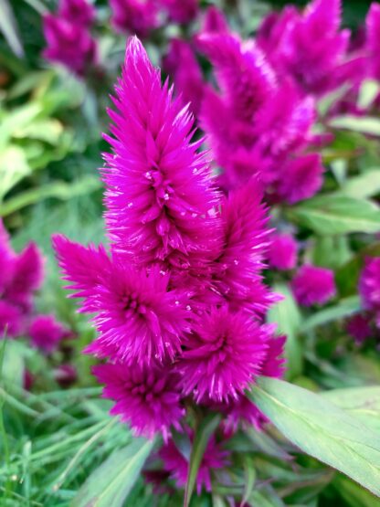 Pampas Plume Celosia, Free Shipping, Celosia argentea plumosa - Image 4
