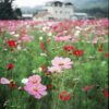 Sensation Mix Cosmos Seeds, Cosmos bipinnatus - Image 8