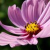 Sensation Mix Cosmos Seeds, Cosmos bipinnatus - Image 9