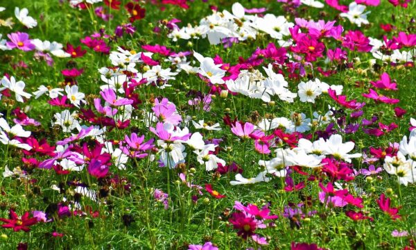 Dwarf Sensation Mix Cosmos Flower Seeds, Cosmos bipinnatus - Image 4