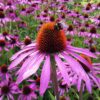 Purple Coneflower Seeds, Echinacea purpurea - Image 7