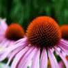 Purple Coneflower Seeds, Echinacea purpurea - Image 8