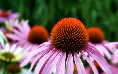 Purple Coneflower Seeds, Echinacea purpurea - Image 8