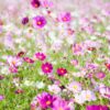 Sensation Mix Cosmos Seeds, Cosmos bipinnatus - Image 5