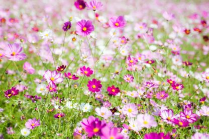 Sensation Mix Cosmos Seeds / Cosmos bipinnatus 'Sensation Mix' - Image 5