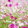 what flowers tolerate full sun and heat? Cosmos are the champs!