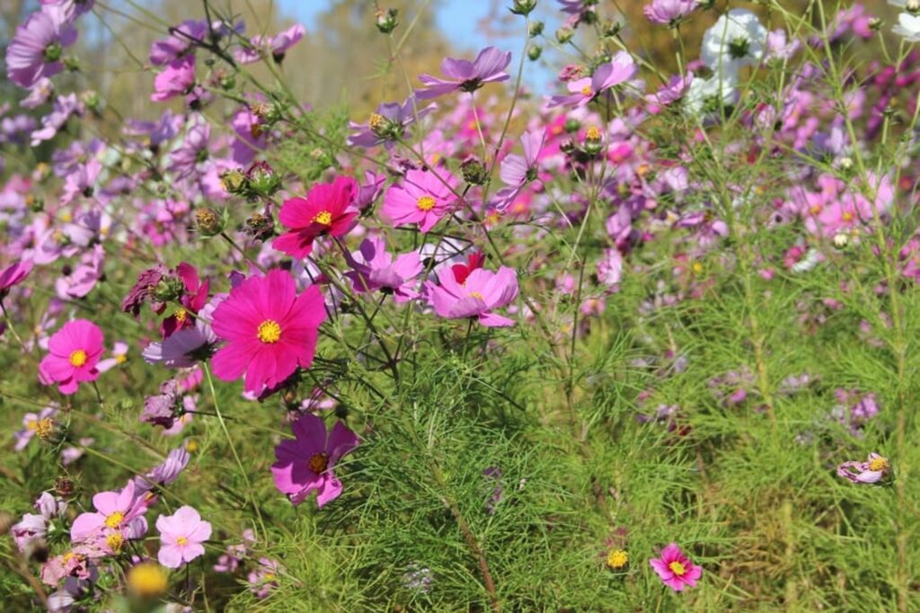 heat tolerant cosmos flowers