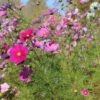 Sensation Mix Cosmos Seeds, Cosmos bipinnatus - Image 6