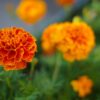 Sparky Mix French Marigolds Seeds, Tagetes patula - Image 5