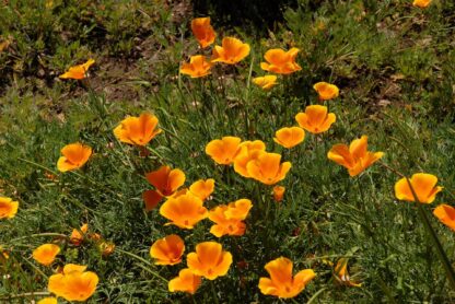 California Poppy Seeds, Eschscholzia californica - Image 6