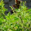 Kapoor Tulsi/Holy Basil, Free Shipping, Ocimum africanum - Image 2