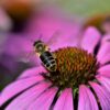 Purple Coneflower Seeds, Echinacea purpurea - Image 9