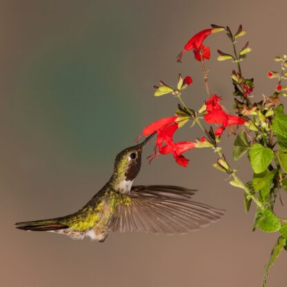 Scarlet Sage Seeds, Tropical Sage / Salvia coccinea - Image 6