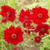 Dwarf Red Plains Coreopsis Seeds, Coreopsis tinctoria - Image 5