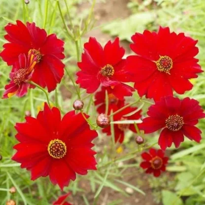 Dwarf Red Plains Coreopsis Seeds / Coreopsis tinctoria - Image 5