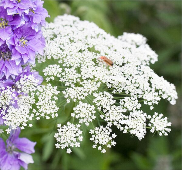 False Queen Anne’s Lace/Bishops Flowers, Free Shipping, Ammi majus - Image 4