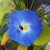 Heavenly Blue Morning Glory, Free Shipping, Ipomea tricolor - Image 8