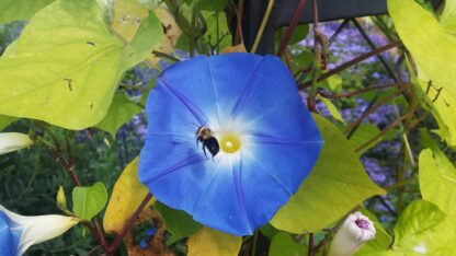 Heavenly Blue Morning Glory / Ipomea tricolor - Image 8