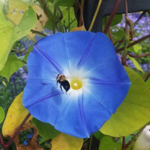 Pollinator Plant Seeds
