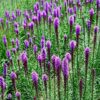 Blazing Stars / Gayfeather Seeds, Liatris spicata - Image 5