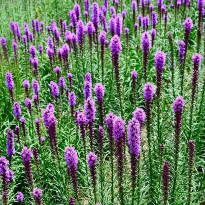 Blazing Stars / Gayfeather Seeds / Liatris spicata - Image 5