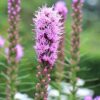 Blazing Stars / Gayfeather Seeds, Liatris spicata - Image 8