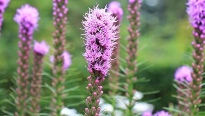 Blazing Stars / Gayfeather Seeds / Liatris spicata - Image 8