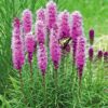 Blazing Stars / Gayfeather Seeds, Liatris spicata - Image 9