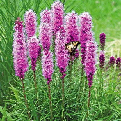 Blazing Stars / Gayfeather Seeds / Liatris spicata - Image 9
