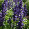 Blue Sage Seeds, Blue Salvia, Salvia farinacea - Image 9