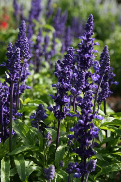 Blue Sage Seeds, Blue Salvia / Salvia farinacea - Image 9
