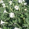 Moonflower Seeds, Ipomea alba - Image 4