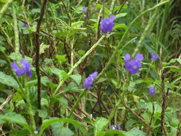 perennial pollinator plant porterweed