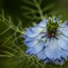 Love-in-a-Mist Seeds, Nigella damascena - Image 7