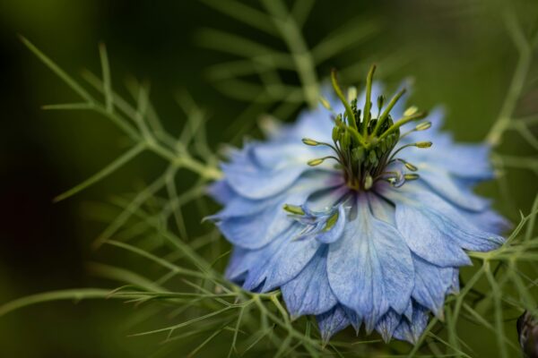 Love-in-a-Mist Seeds, Nigella damascena - Image 7