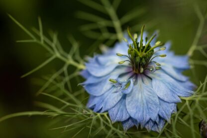 Love-in-a-Mist Seeds / Nigella damascena - Image 7