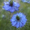 Love-in-a-Mist Seeds, Nigella damascena - Image 5