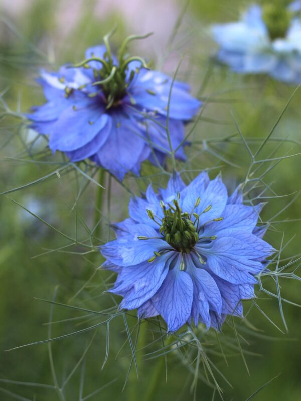 Love-in-a-Mist Seeds, Nigella damascena - Image 5