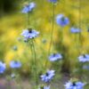 Love-in-a-Mist Seeds, Nigella damascena - Image 8