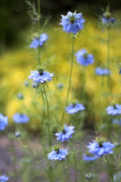 Love-in-a-Mist Seeds / Nigella damascena - Image 8