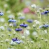 Love-in-a-Mist Seeds, Nigella damascena - Image 9