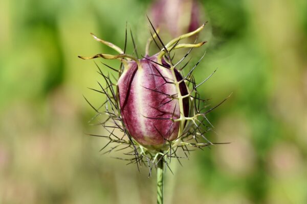 Love-in-a-Mist Seeds, Nigella damascena - Image 4