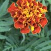 Sparky Mix French Marigolds Seeds, Tagetes patula - Image 9