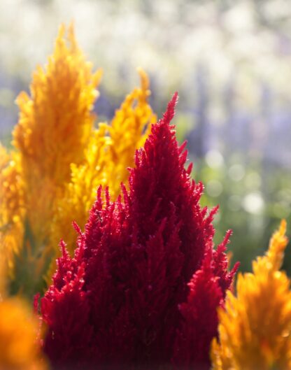 Pampas Plume Celosia, Free Shipping, Celosia argentea plumosa - Image 5