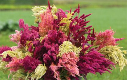 Pampas Plume Celosia, Free Shipping, Celosia argentea plumosa