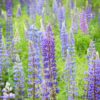 Wild Lupines Seeds, Lupin perennis - Image 8