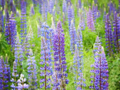 Wild Lupines Seeds, Lupin perennis - Image 8