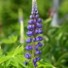 Wild Lupines Seeds, Lupin perennis - Image 5